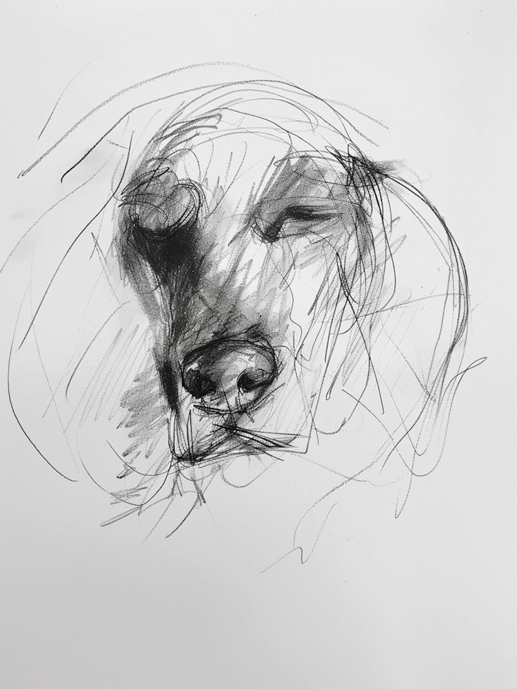 Sleepy Dog Charcoal Line
