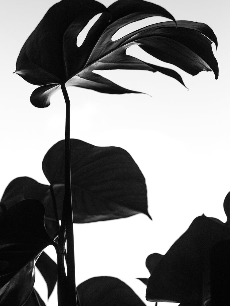 Black And White Monstera Photo