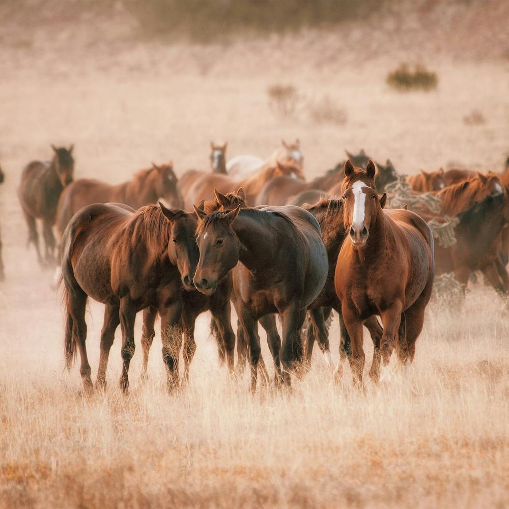 Wild Horse Herd Scenery