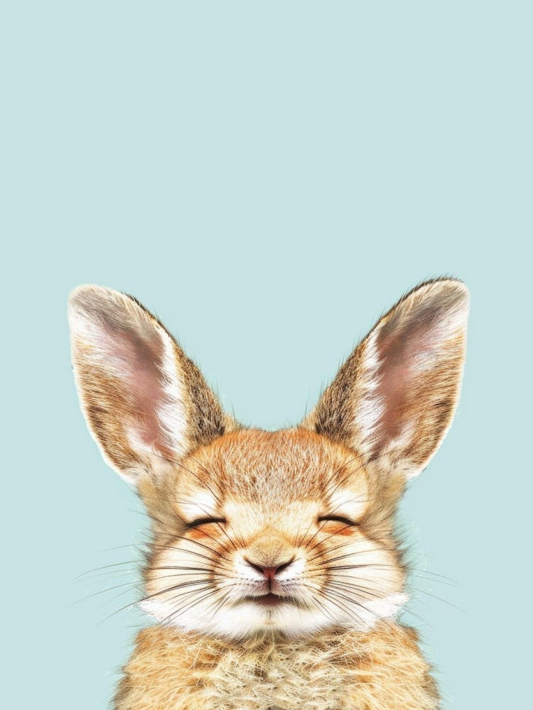 Hare Illustration 2