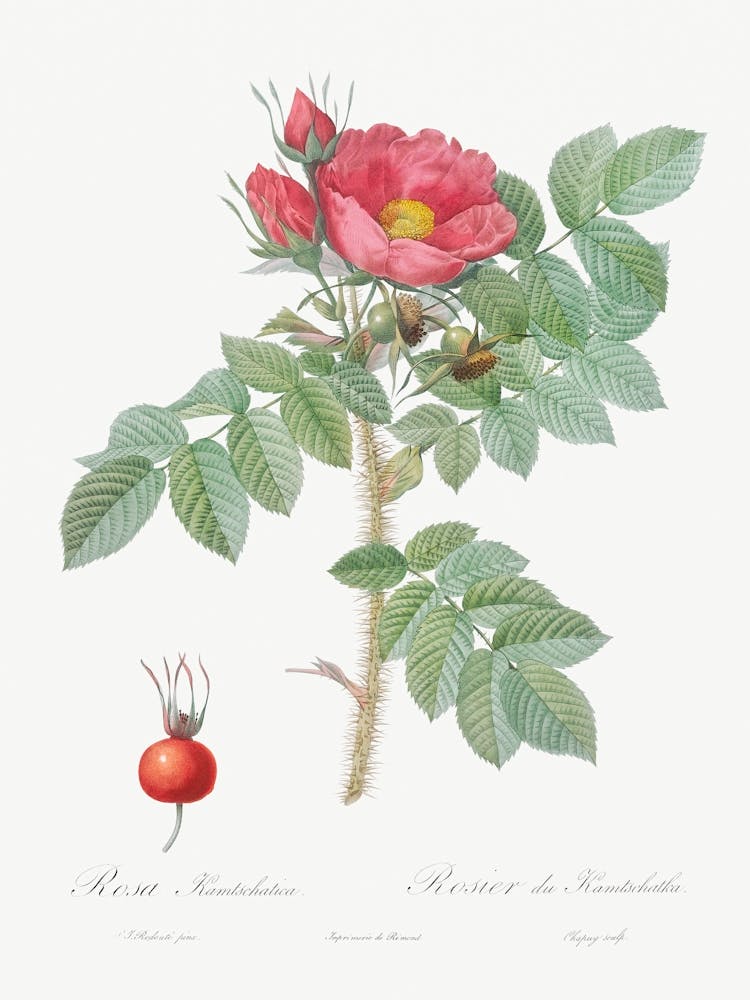 Kamtschatka Rose, Pierre Joseph Redoute