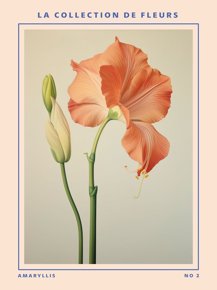 Amaryllis 2 French Flower Botanical Poster