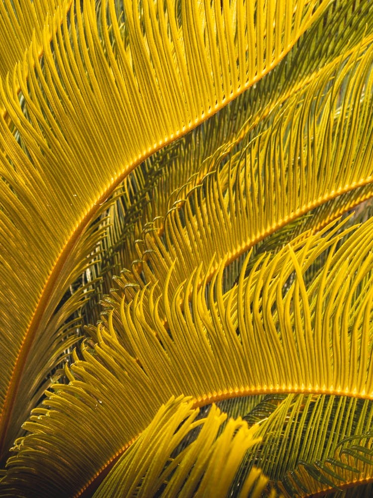 Yellow Palm Leaves