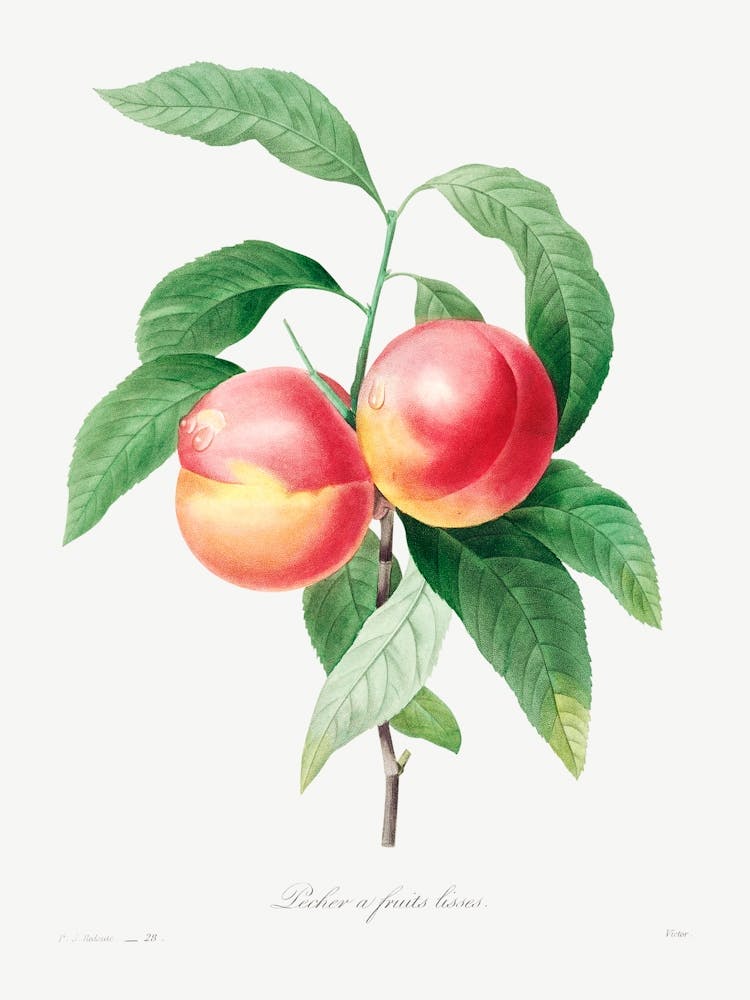Peaches On A Branch, Pierre Joseph Redouté