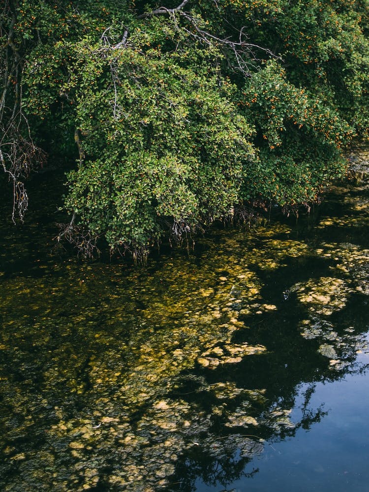 Lake And Tree