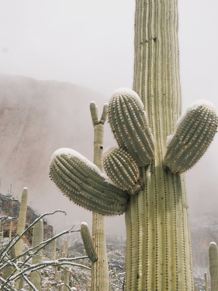 Snowy Desert Saguaro