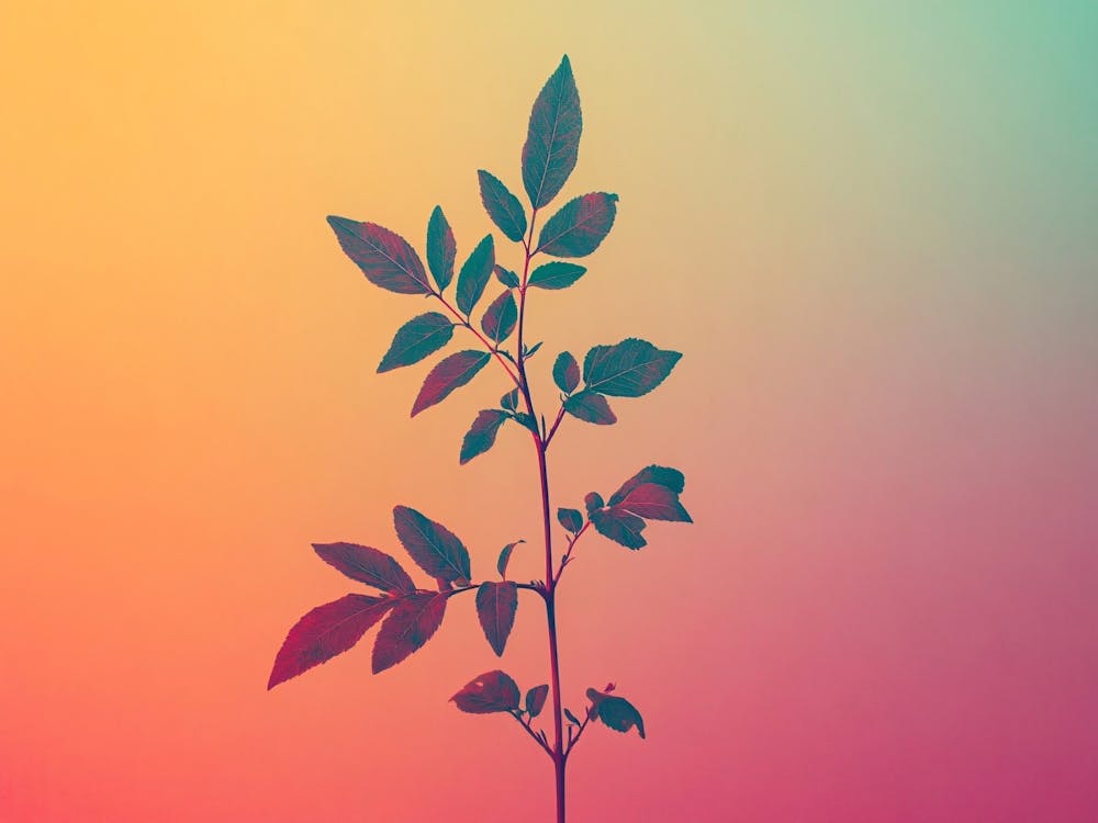 Arc-en-ciel Abstrait sur Mur avec Plantes au Premier Plan