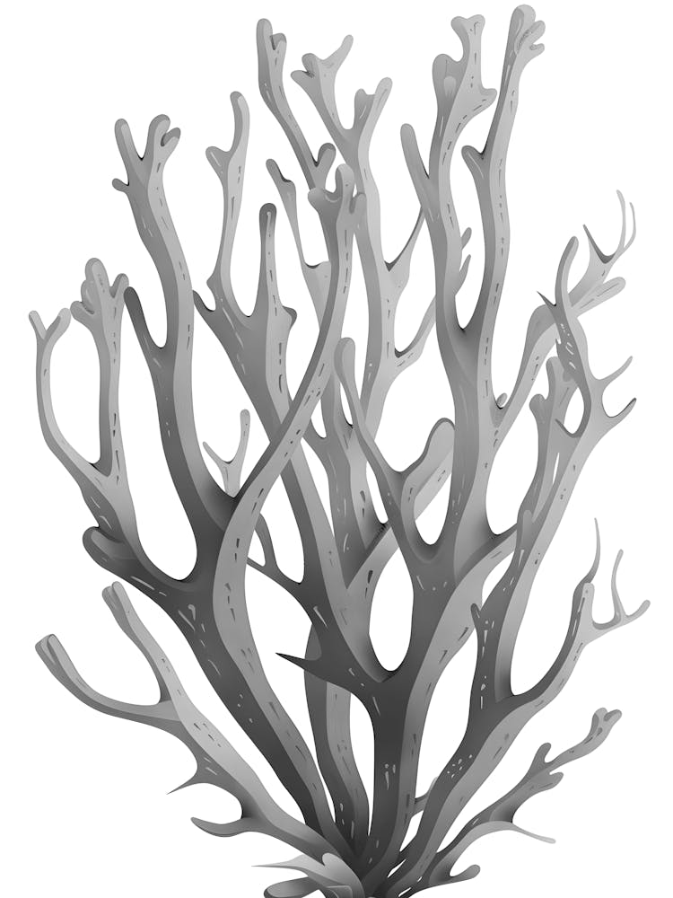 Coral