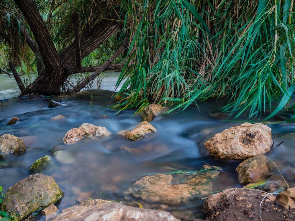 Peaceful Stream In The Forest 1