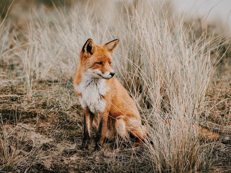 Red Fox
