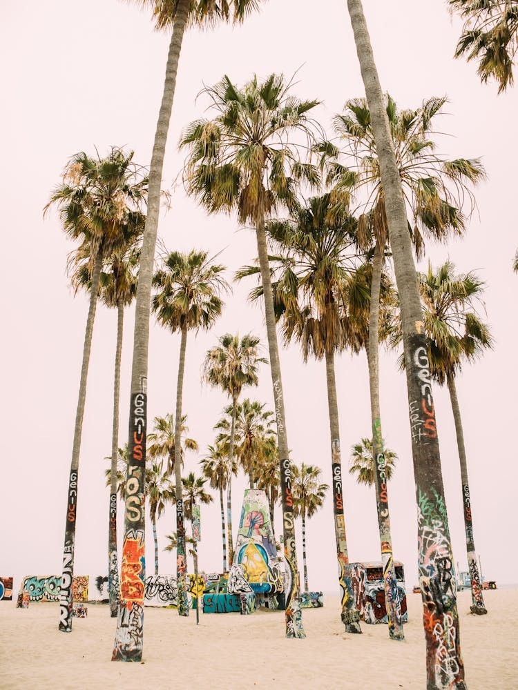 Venice Beach Palm Tree Graffiti