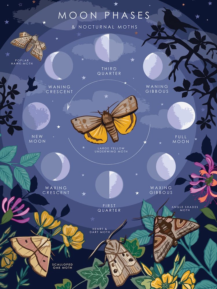 Moon Phases And Nocturnal Moths