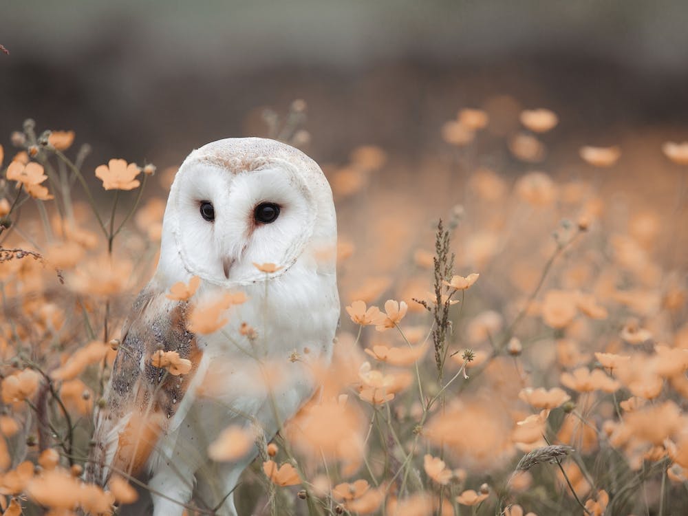 Barn Owl In Flower Field