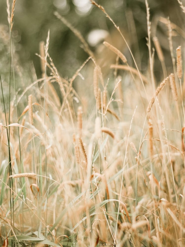 Grassy Field