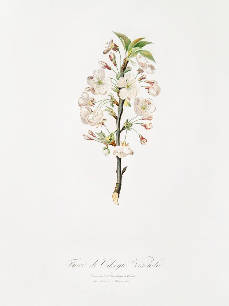 Pear Tree Flowers (Pyrus Calleryana) From Pomona Italiana (1817 1839), Giorgio Gallesio