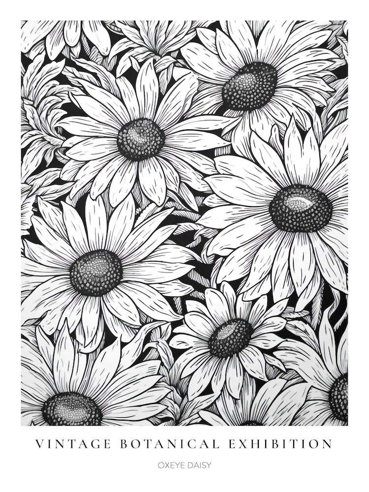 Oxeye Daisy B&W Vintage Botanical Poster
