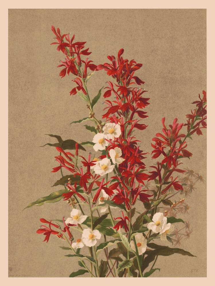Balm And Spiraea (1886) By Fisher, Ellen T