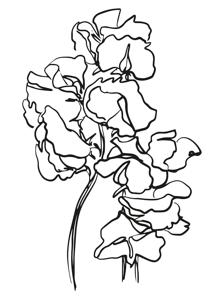 Floral Lineart