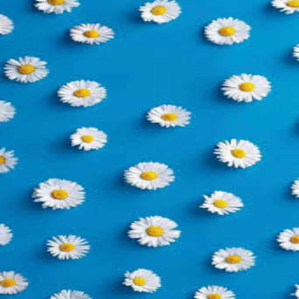 Daisies On Blue Background
