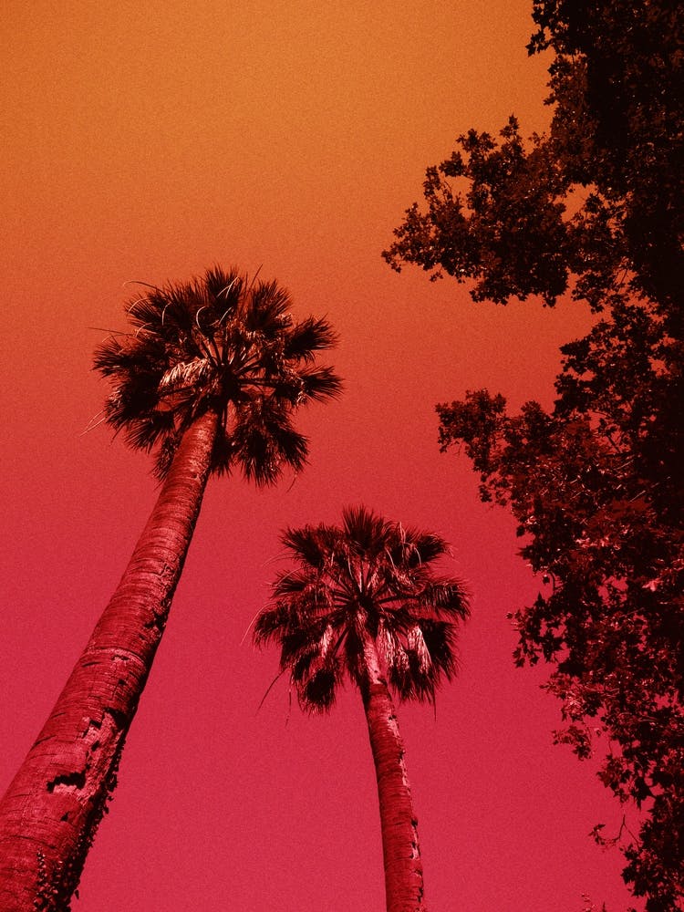 Palm Tree Print 'Cai'