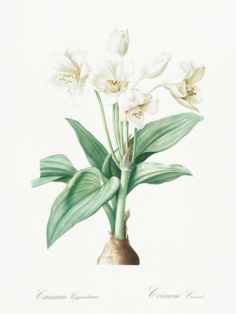Crinum Giganteum, Pierre Joseph Redoute