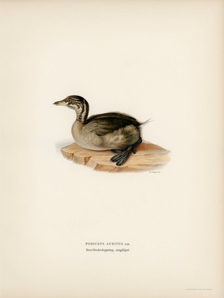 Young Horned Grebe, The Von Wright Brothers