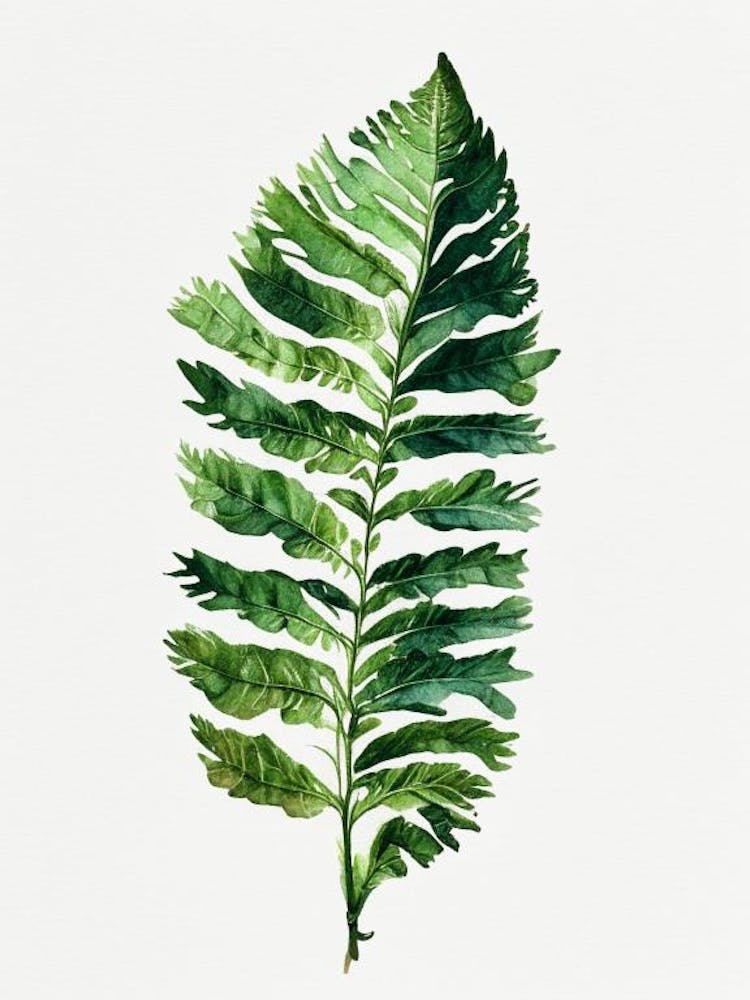 Japanese Tassel Fern Watercolour