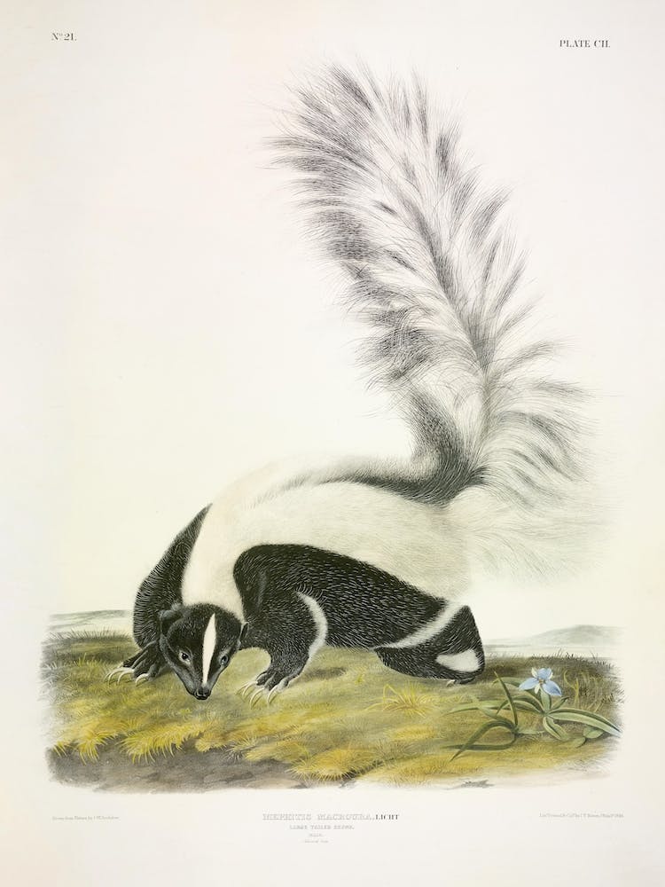 Large Tailed Skunk, John James Audubon
