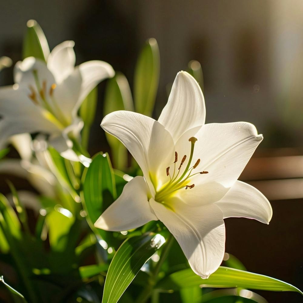 White Lily