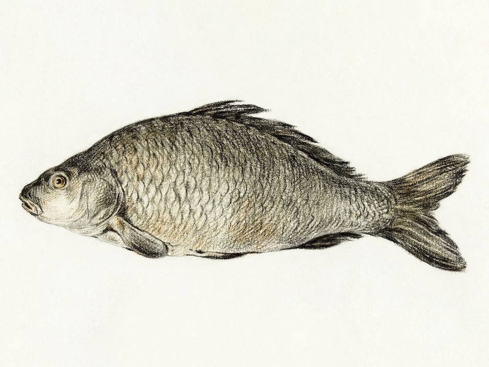 Fish 5, Jean Bernard