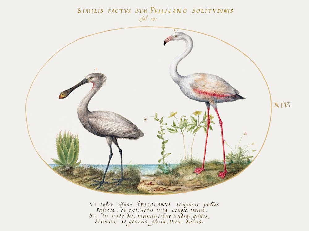 Spoonbill Crane And Flamingo (1575–1580), Joris Hoefnagel