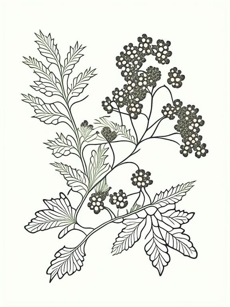 Hawthorn Herb William Morris Inspired Line Drawing 3