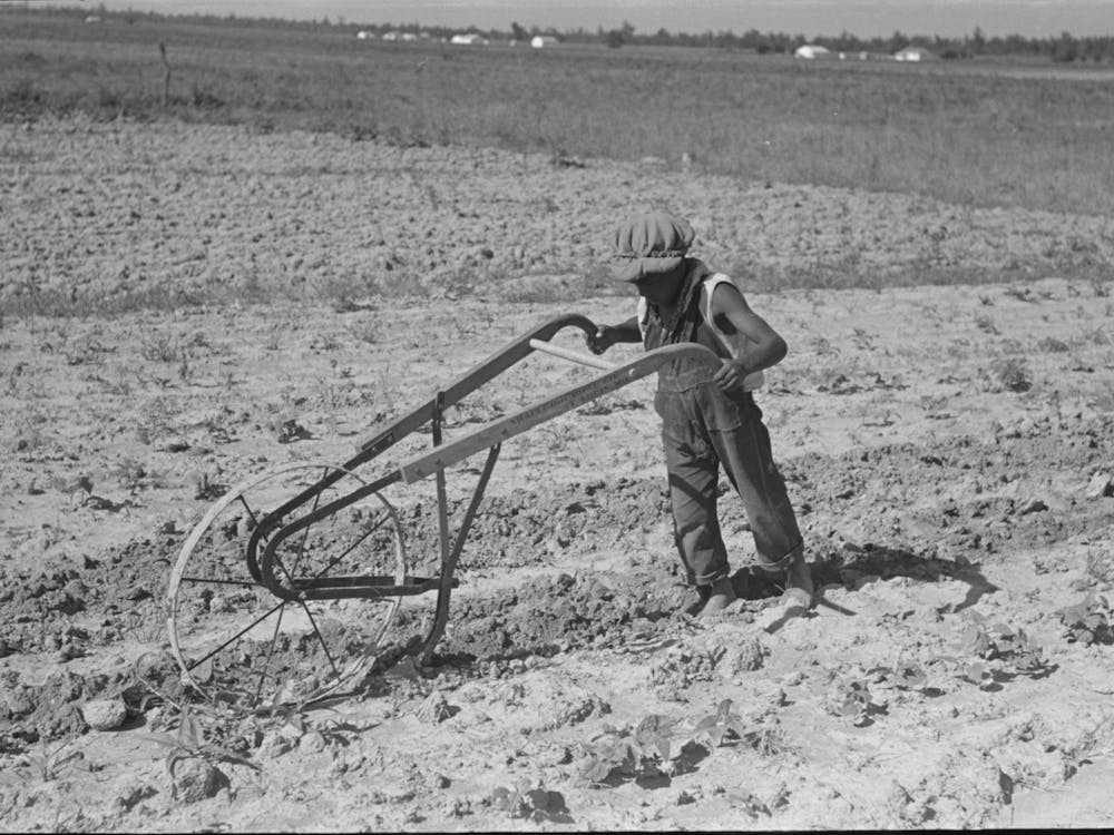 Untitled Photo, Possibly Related To New Madrid County, Missouri,Child Of Sharecropper Cultivating Cotton By