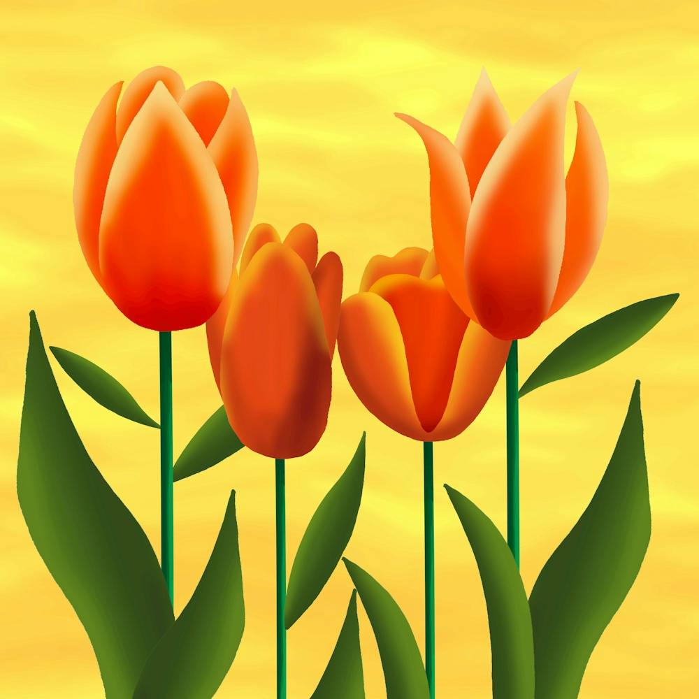 Orange Tulips