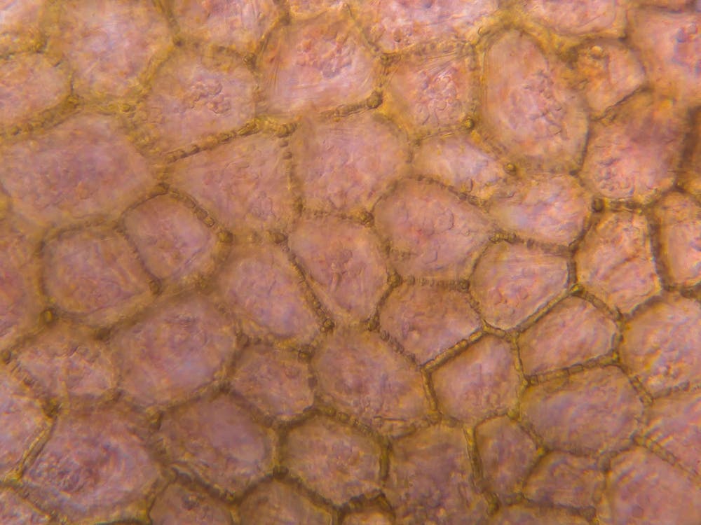 Tomato Under The Microscope 5