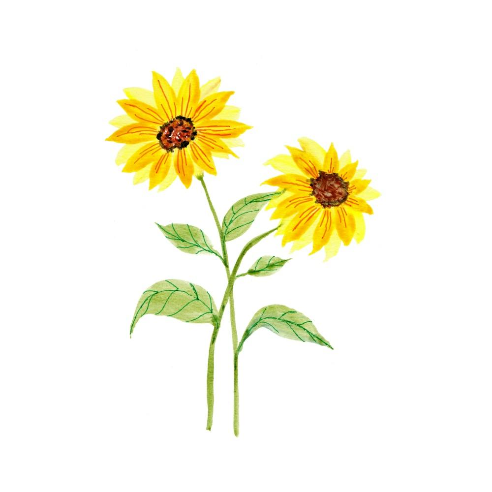 Sunflowers