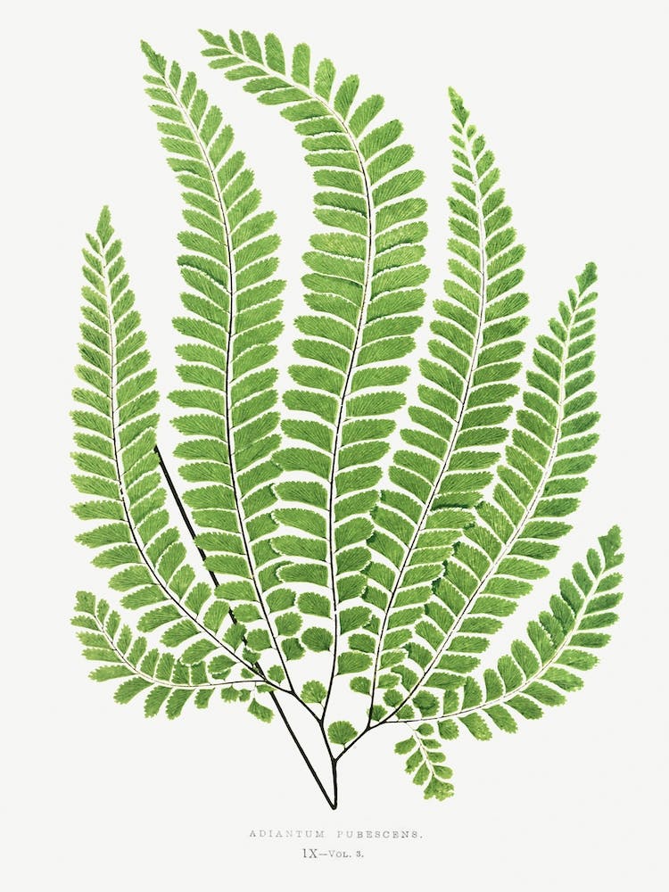 Ferns 1, Edward Joseph Lowe