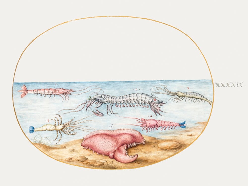 Mantis Shrimp And The Claw Of A European Crayfish (1575–1580), Joris Hoefnagel