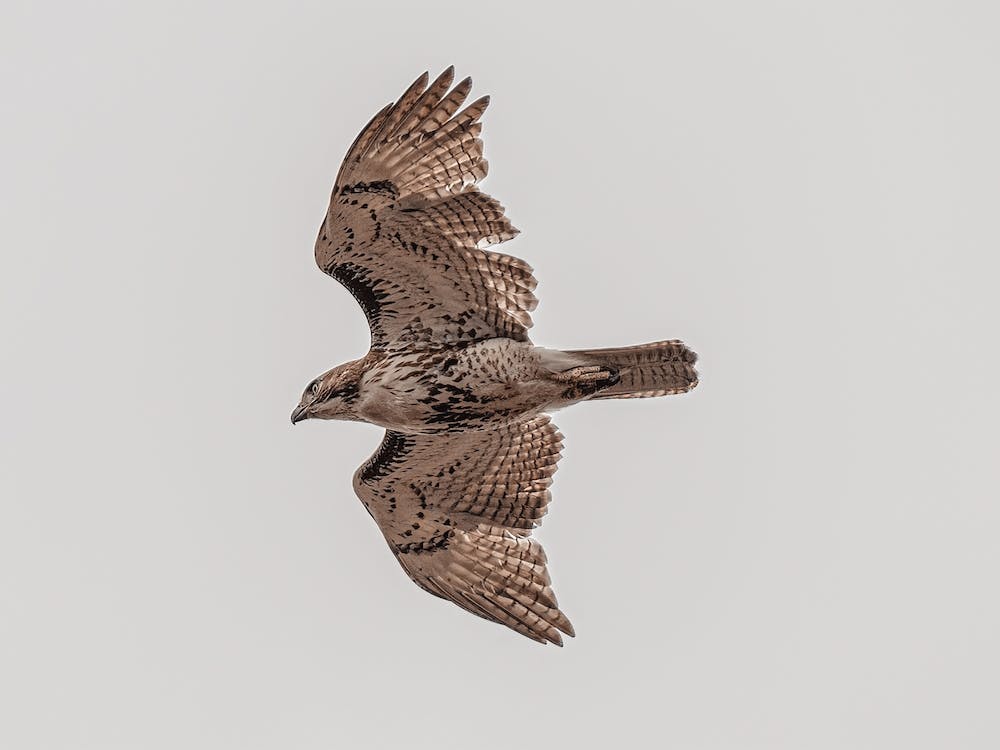 Coopers Hawk Overhead