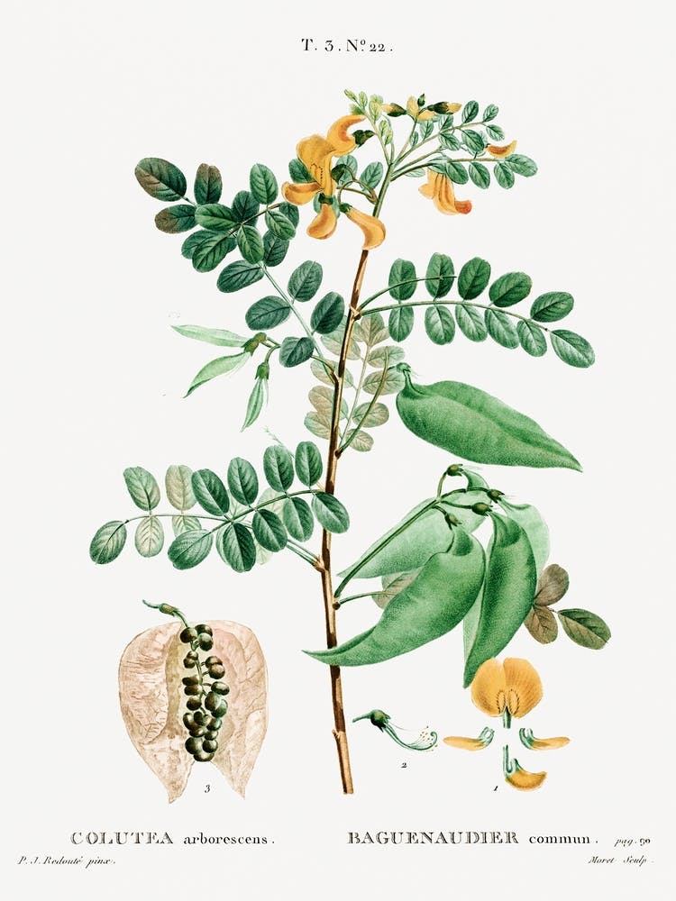 Bladder Senna, Pierre Joseph Redoute