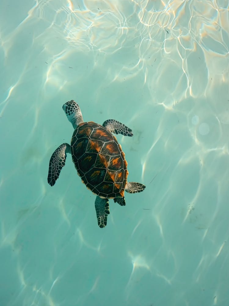Sea Turtle Swimming 1