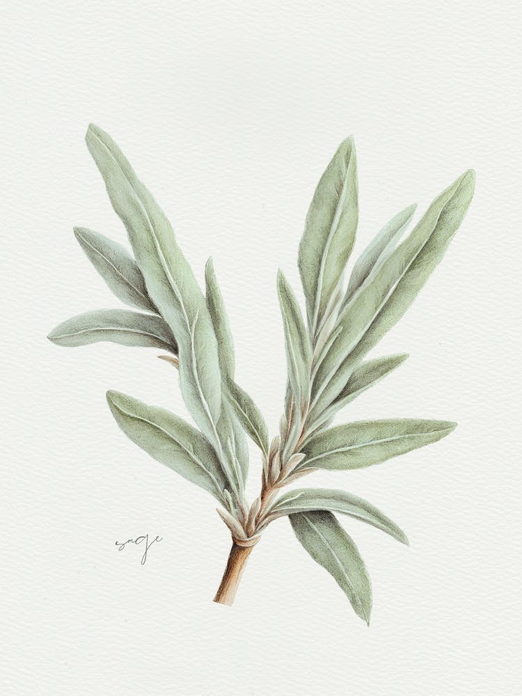 Sage Herb Sprig - Textured Botanical Wall Print Set | Floral Collection