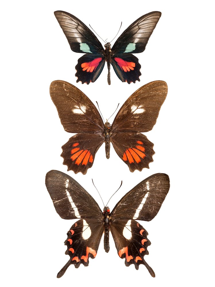 Three Brown And Red Butterflies