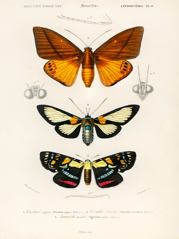 Collection de Papillons de Nuit, Charles Dessalines D'Orbigny 1