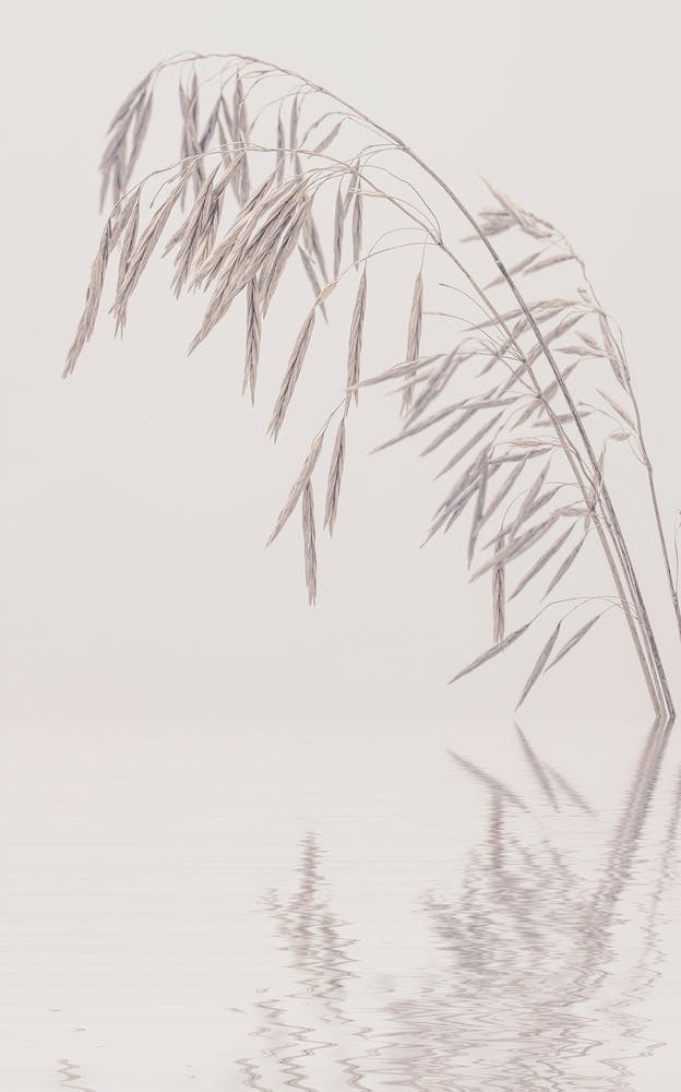 Beauty Of Nature Winter Harmony