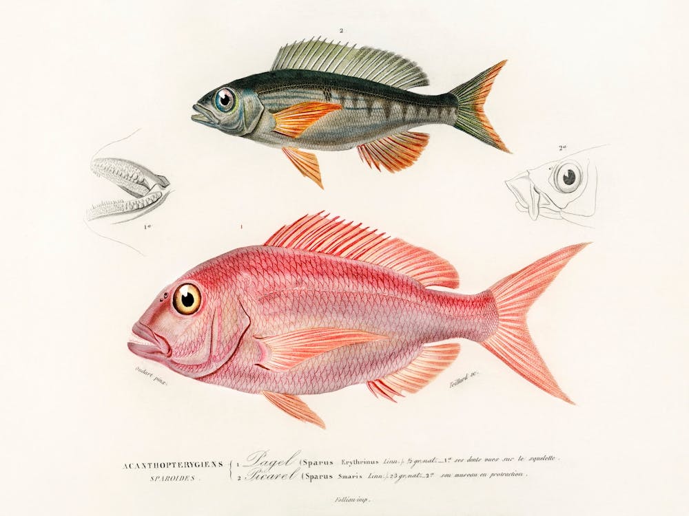 Different Types Of Fishes, Charles Dessalines D'Orbigny 10