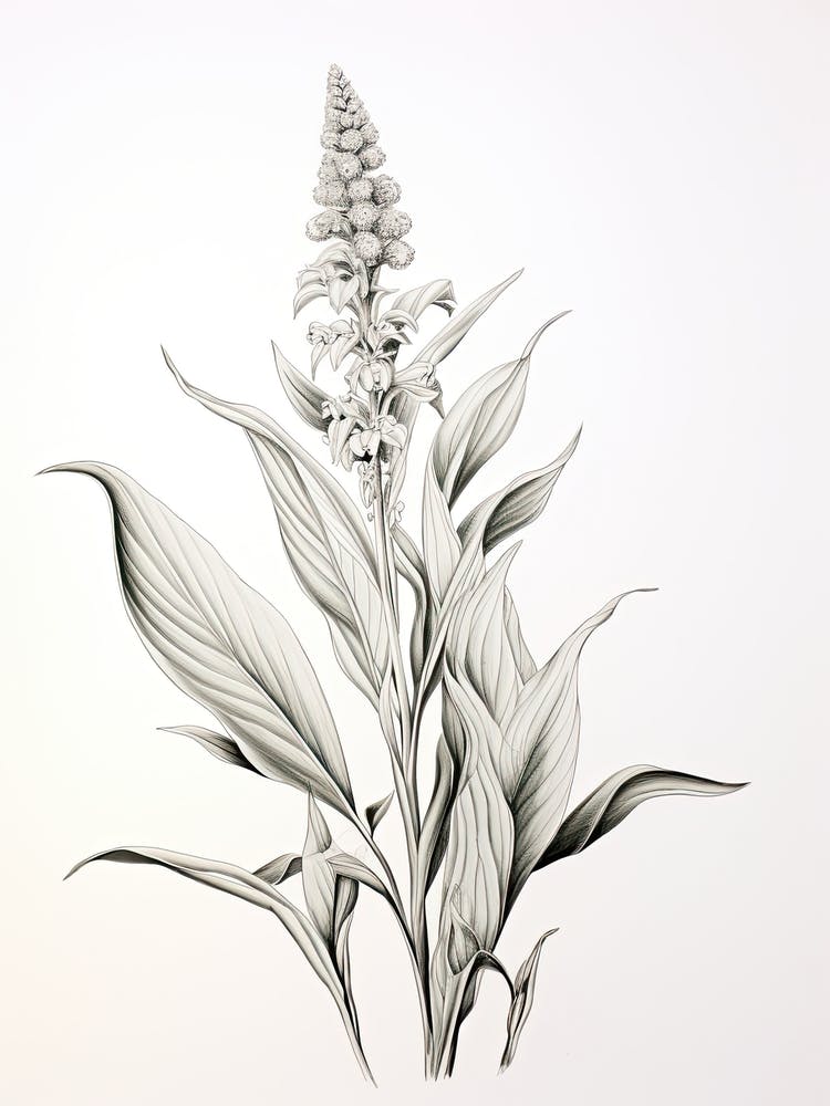 Ginger Vintage Botanical Herbs 0