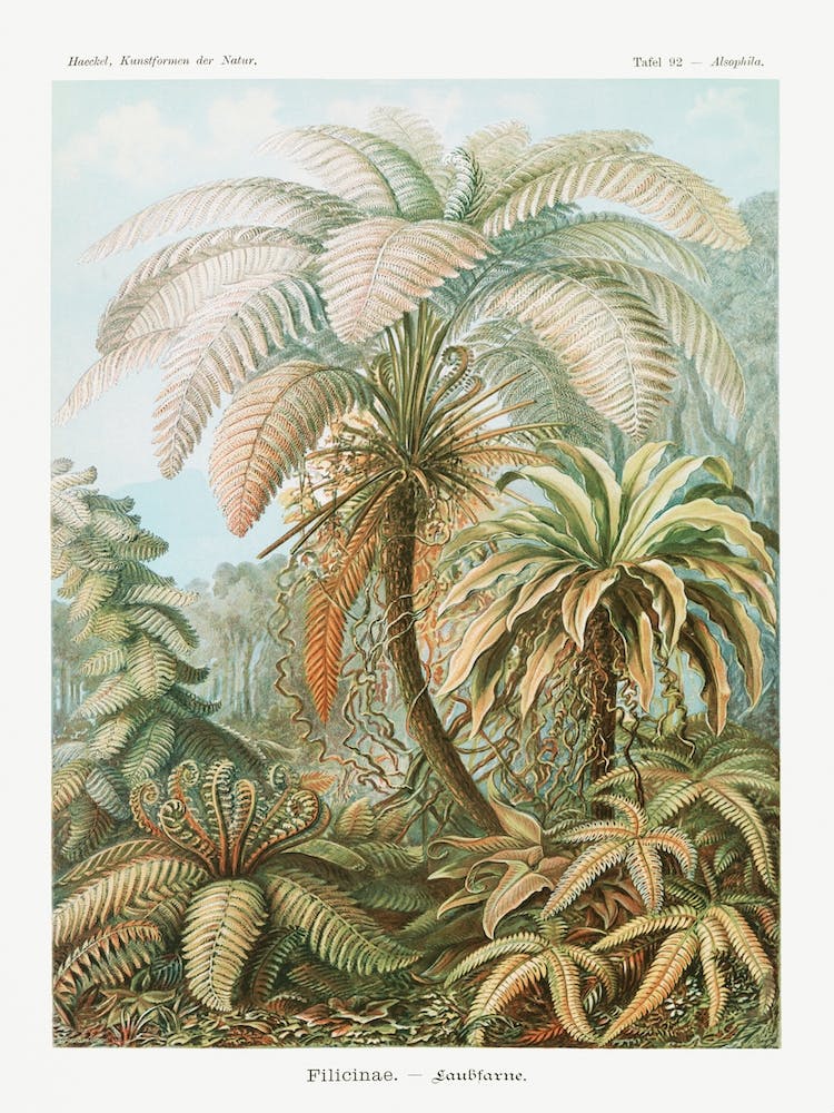 Chaetopoda–Borstenwürmer, Ernst Haeckel