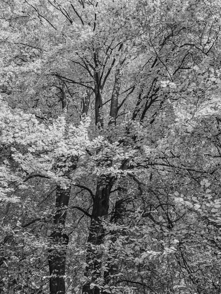Black And White Trees