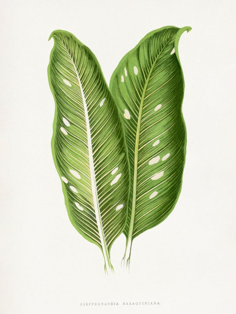 Vintage Botanical _2643235